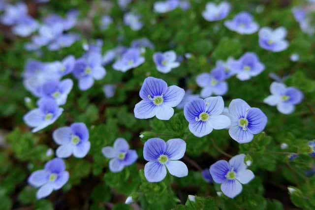 Blume_1