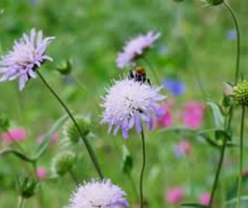 lebensinseln-muenchen-leocor Blühende Wildblumen auf einer Wiese