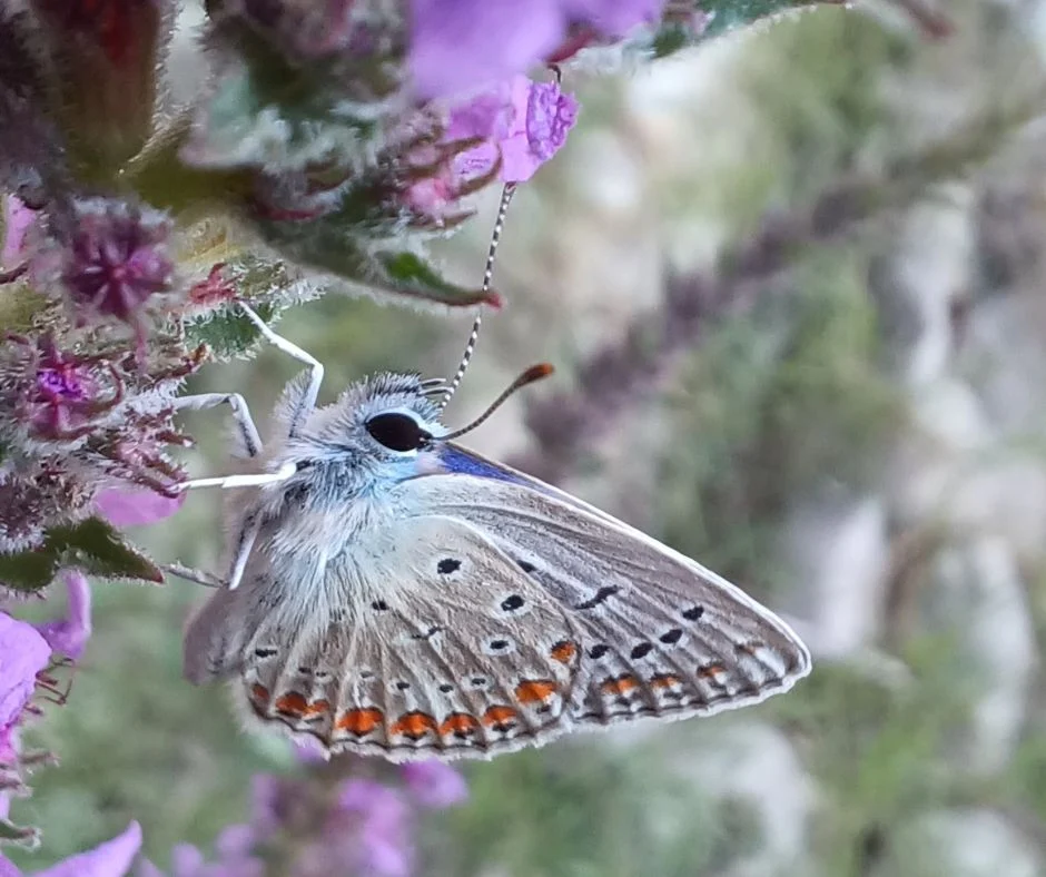 leocor-umwelt-schutz-bewegung Bläuling-Schmetterling sitzt auf einer violetten Blüte