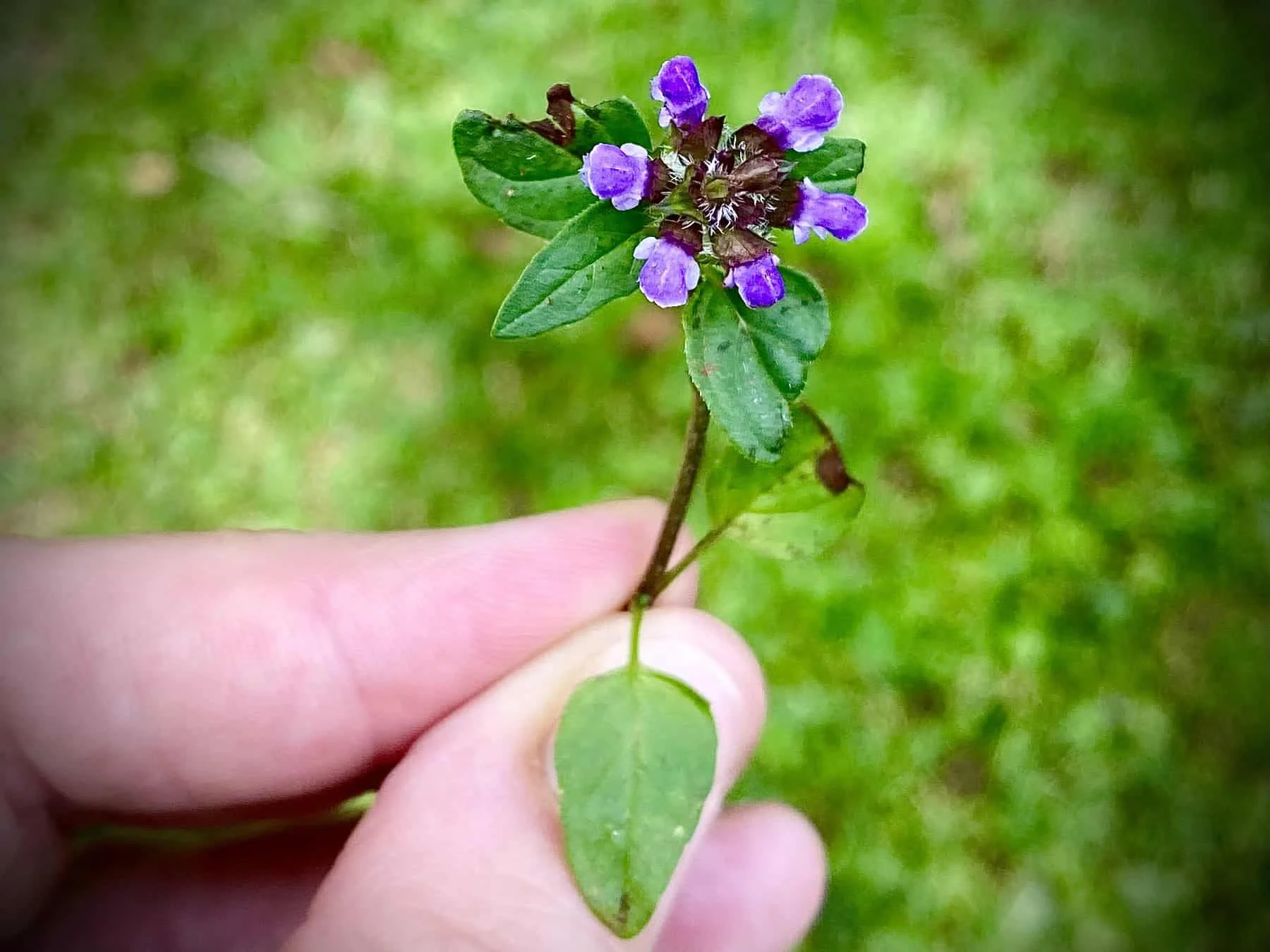 Hand hält eine kleine violette Blüte vor grünem Gras