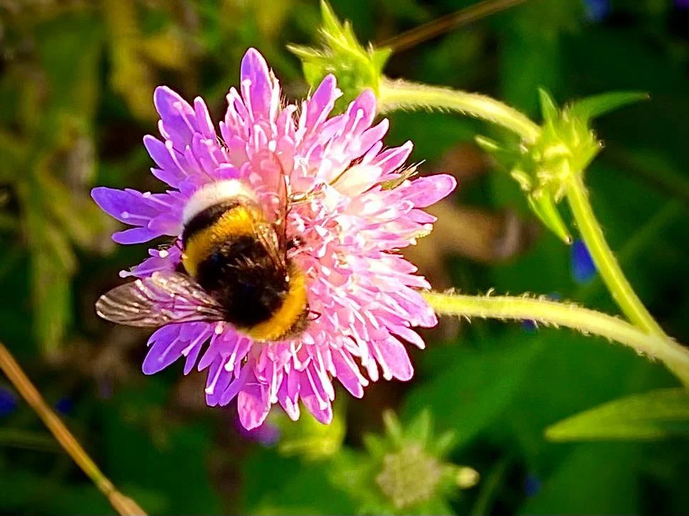 Hummel sitzt auf einer violetten Blüte