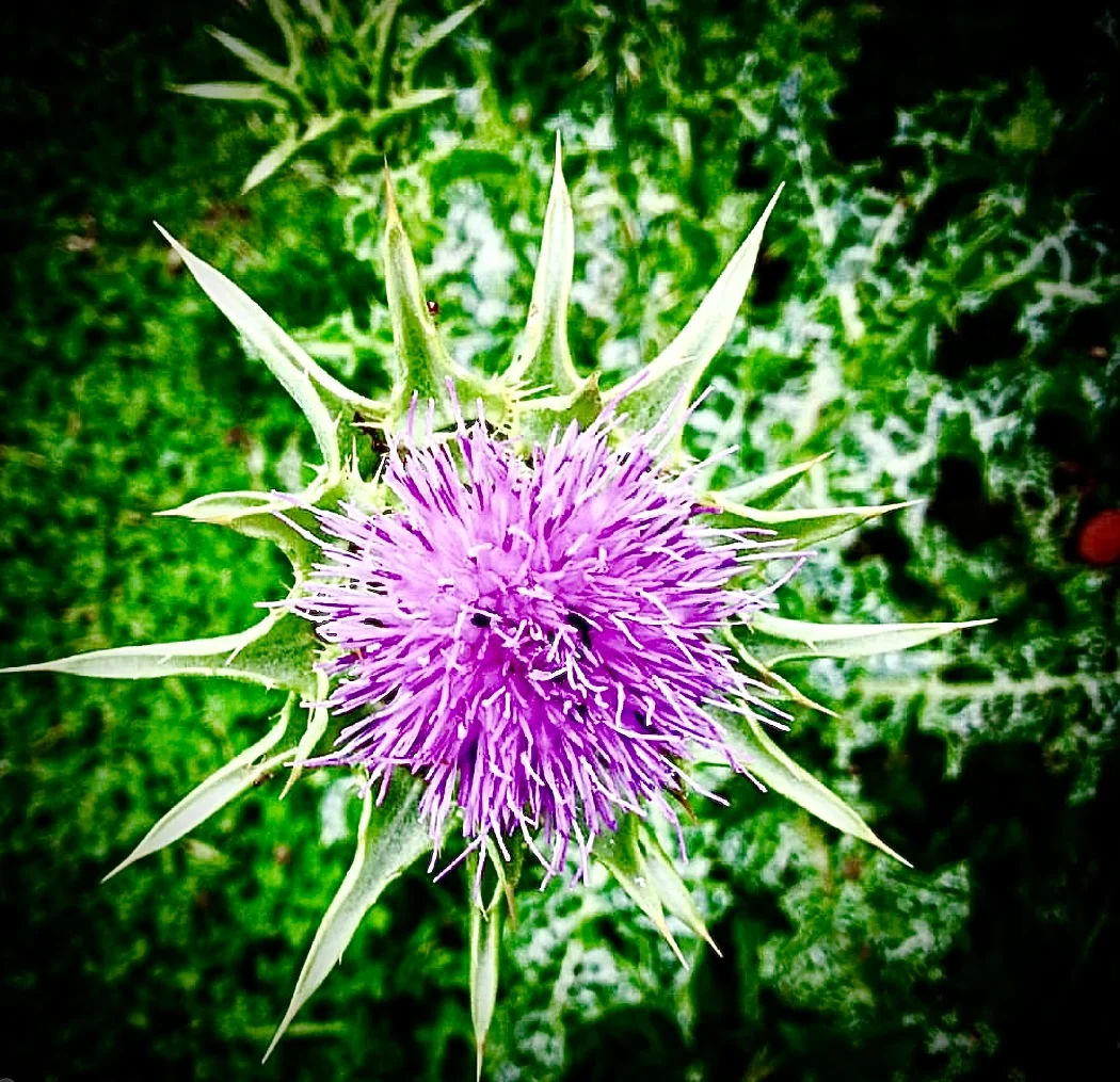 Violett blühende Distel