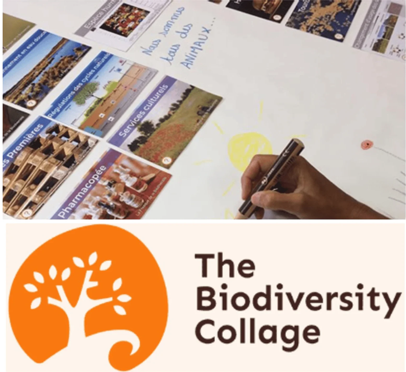 Biodiversity Collage: Bildkarten und Logo