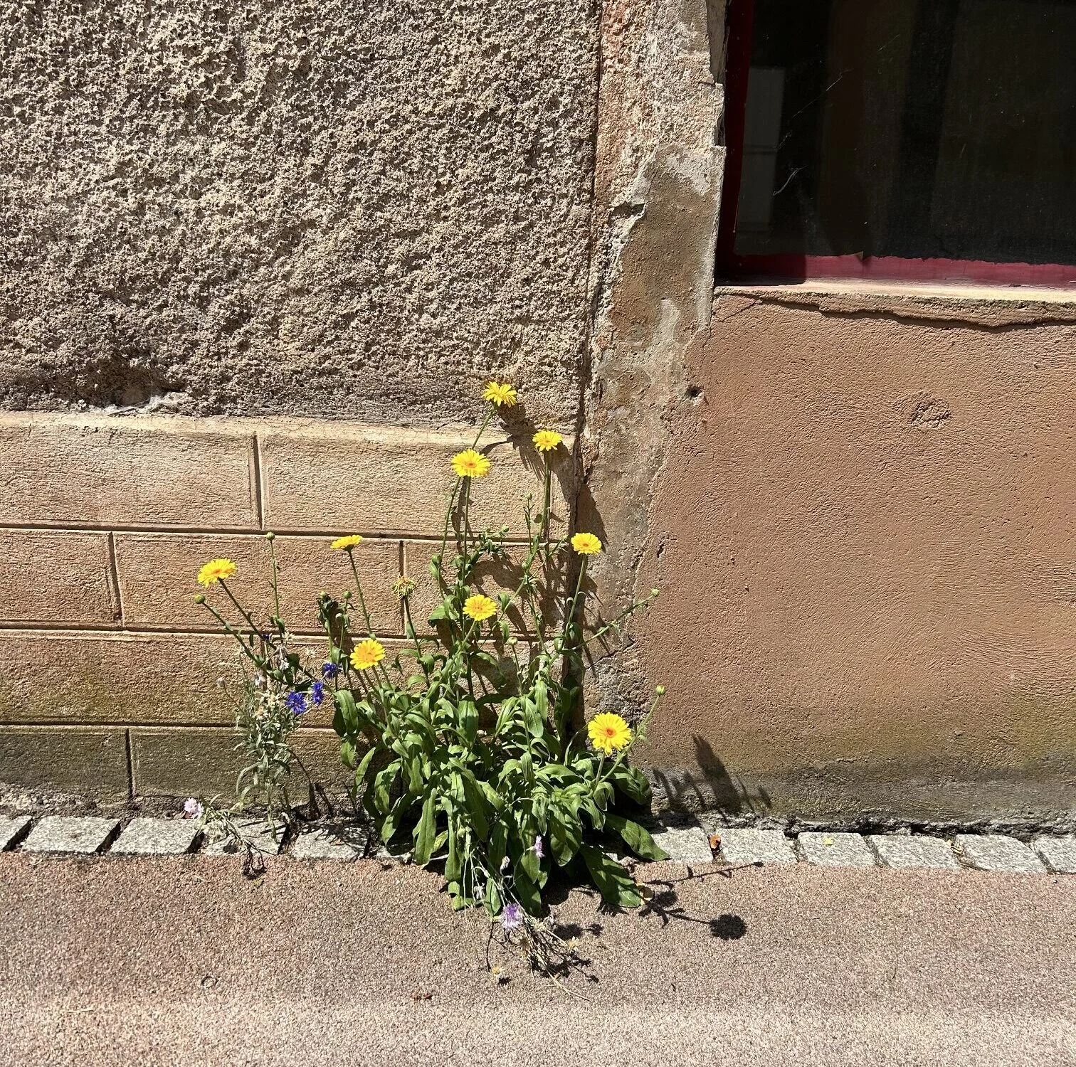 Gelb blühende Pflanze wächst an einer Hauswand