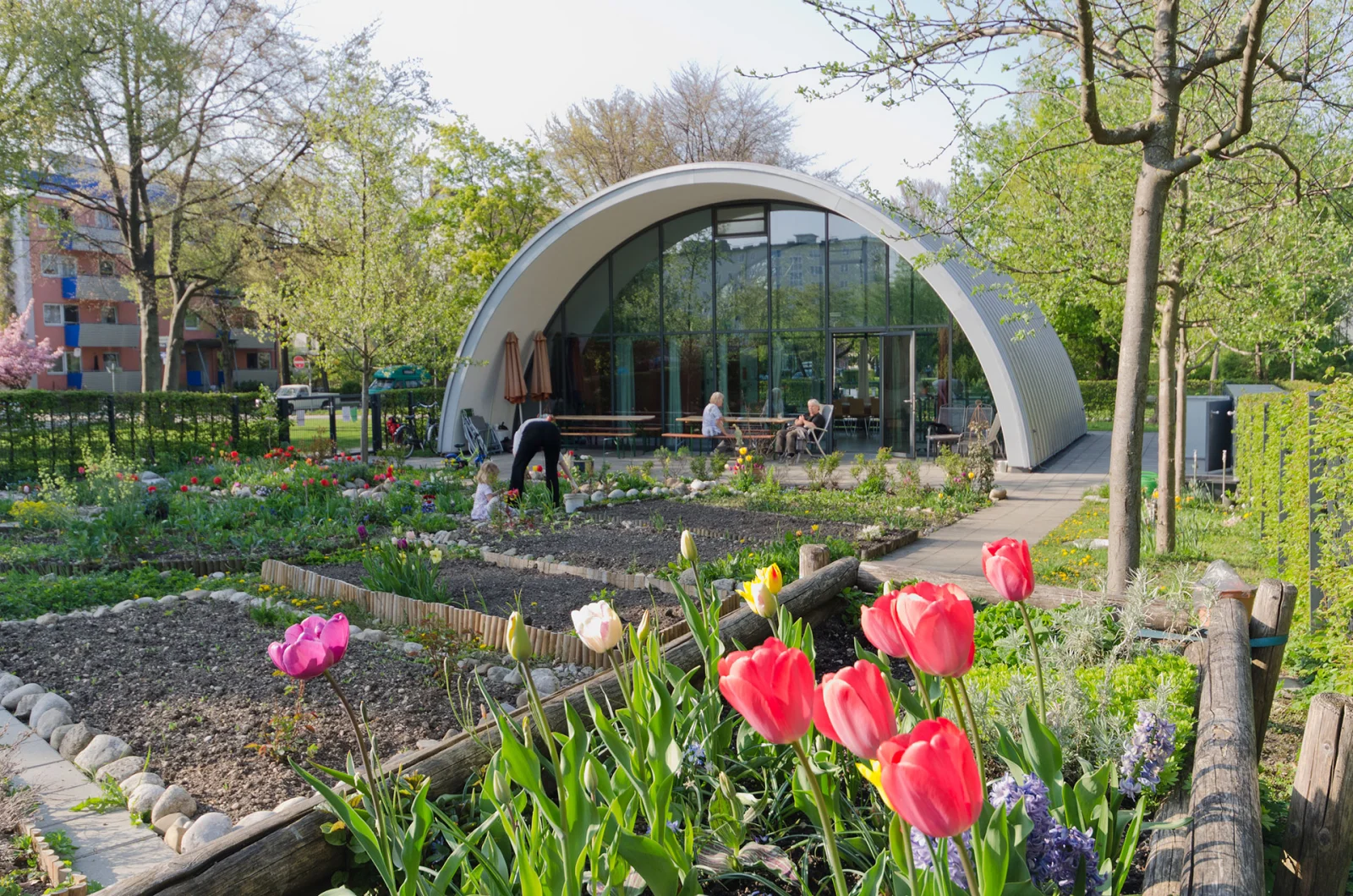 Gemeinschaftsgarten mit Tulpen und einem Gewächshausbogen