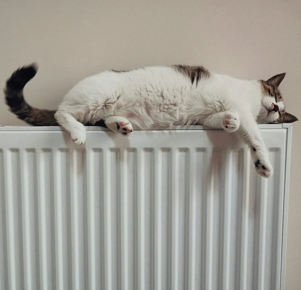 Katze liegt auf einem Heizkörper