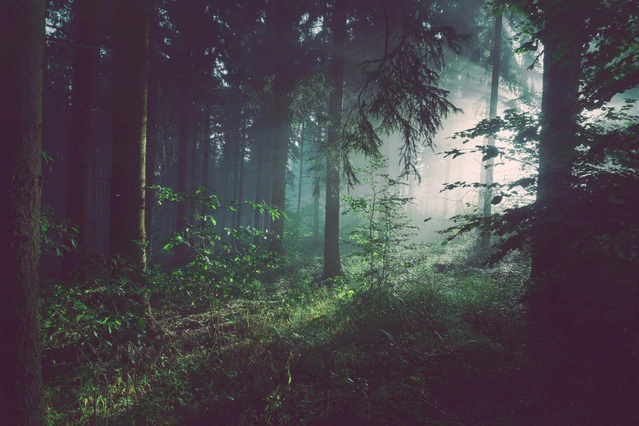 Dunkler Wald im Nebel